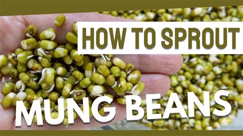 How to Sprout Mung Beans: 12 Steps (with Pictures).